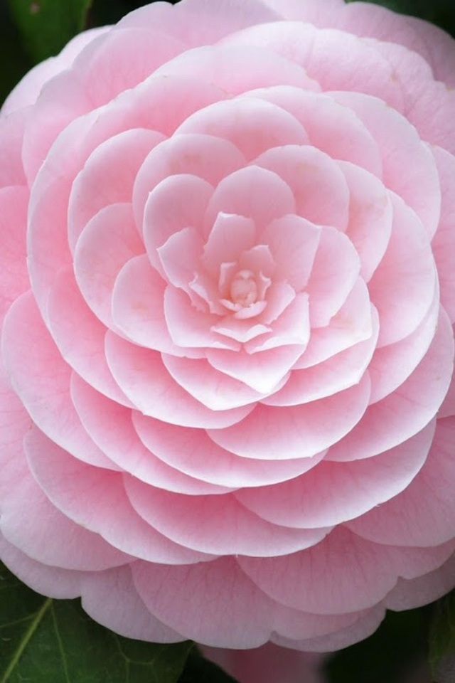 心心相映 爱情 苹果手机高清壁纸 640x960_