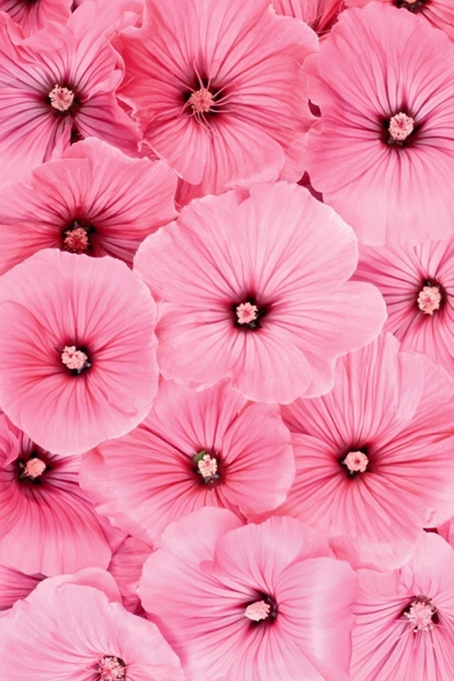 海贼王 动漫 苹果手机高清壁纸 640x960_