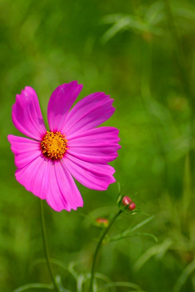 花朵壁纸 莲花壁纸 个性壁纸 苹果手机高清壁纸