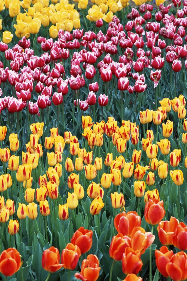 蝙蝠侠 金属感 个性 苹果手机高清壁纸 640x96