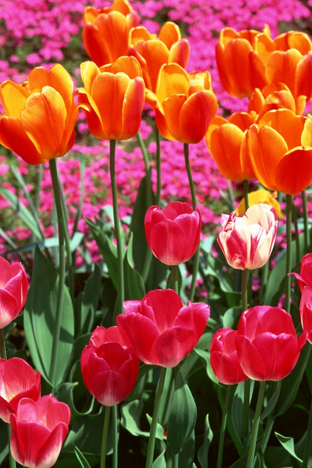 花朵壁纸 莲花壁纸 个性壁纸 苹果手机高清壁纸