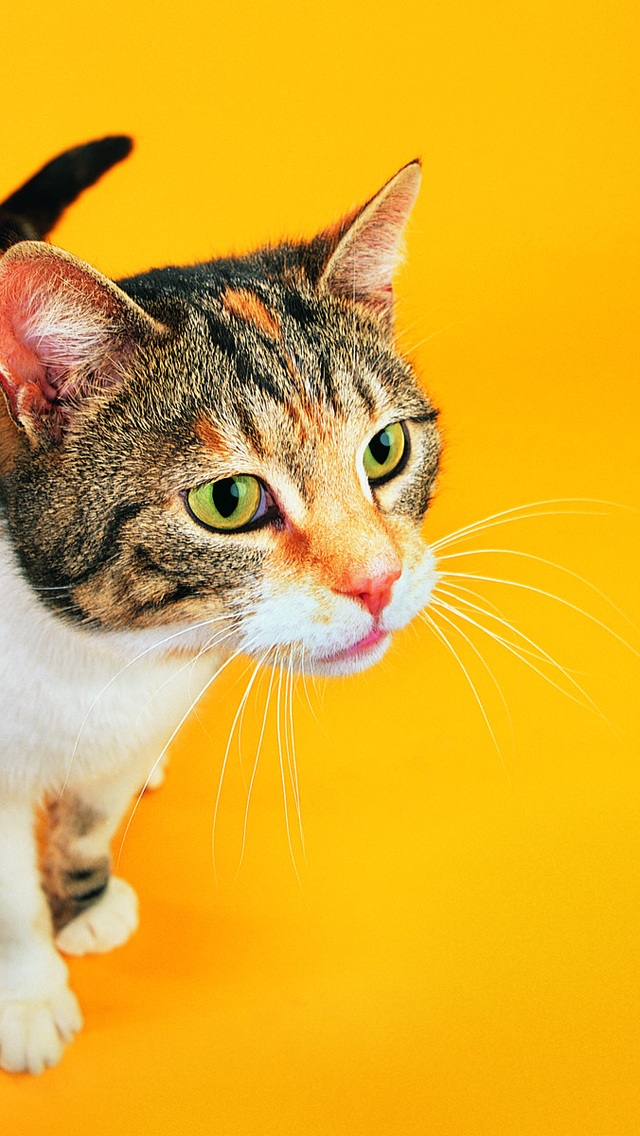 其他动物 动物 苹果手机高清壁纸 640x1136_爱