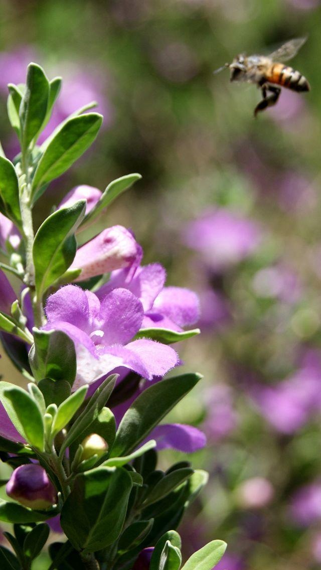 小可爱1110292050 其他动物 动物壁纸 苹果手