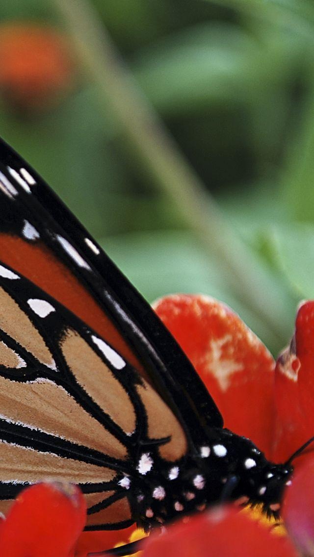 动物可爱鼠-00110286268 其他动物 动物壁纸