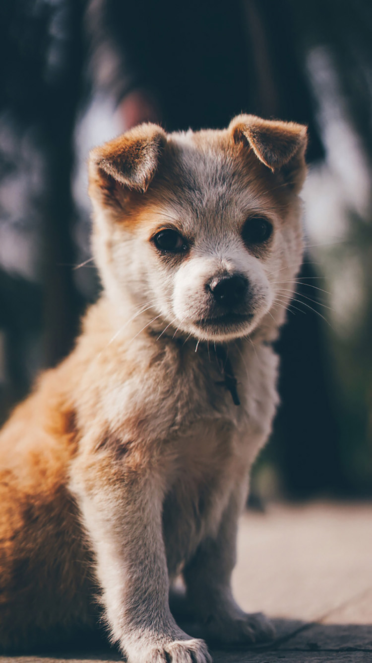 萌宠 狗犬 苹果手机高清壁纸 750x1334_爱思助手