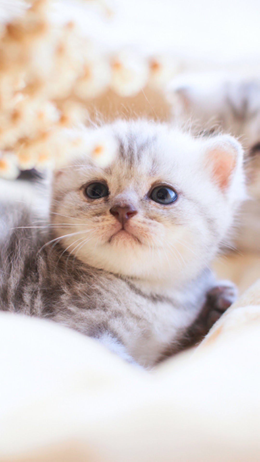 小猫咪视频大全可爱的小猫 1467255596793_685162.jpg