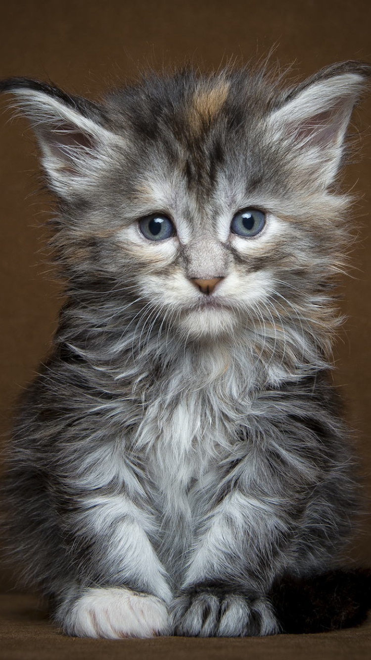 猫咪 苹果手机高清壁纸 750x1334_爱思助手_皮皮网 猫咪 苹果手机高清壁纸 750x1334_爱思助手