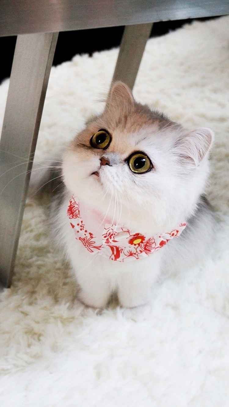 壁纸 动物 猫 猫咪 小猫 桌面 750_1334 竖版 竖屏 手机