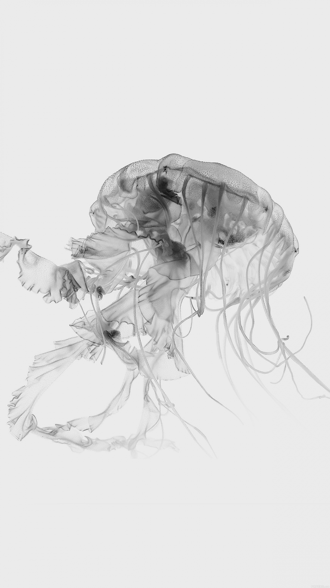 水母 海洋生物 黑白