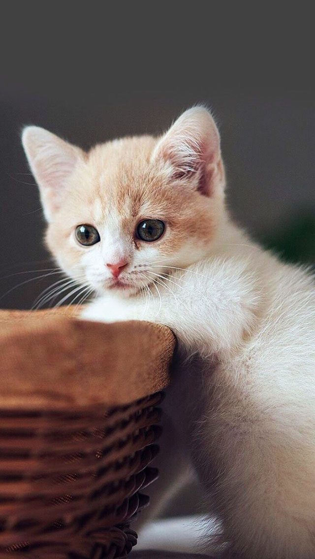 壁纸 动物 猫 猫咪 小猫 桌面 640_1136 竖版 竖屏 手机