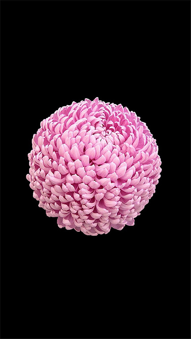 iOS13内置壁纸 流动 曲线 线条 绿色 苹果手机