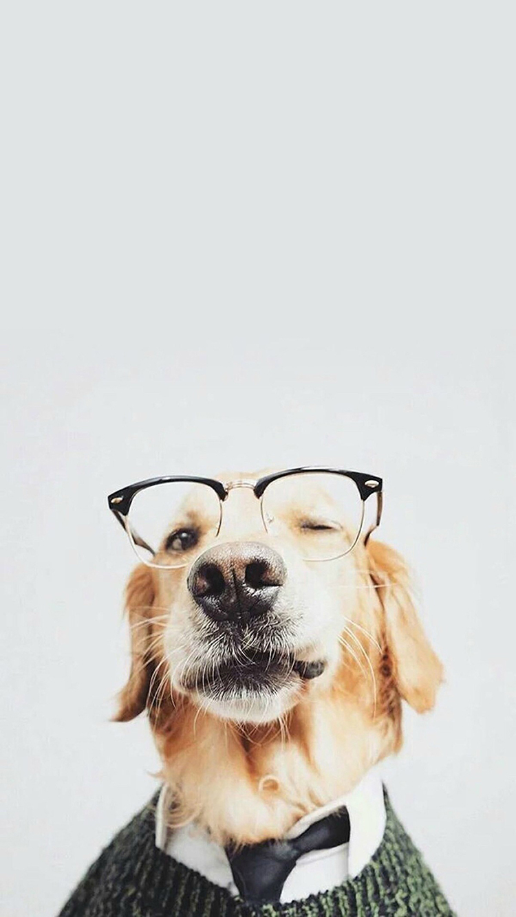金毛 狗犬 眼睛 领带 宠物 动物 苹果手机高清壁纸 x