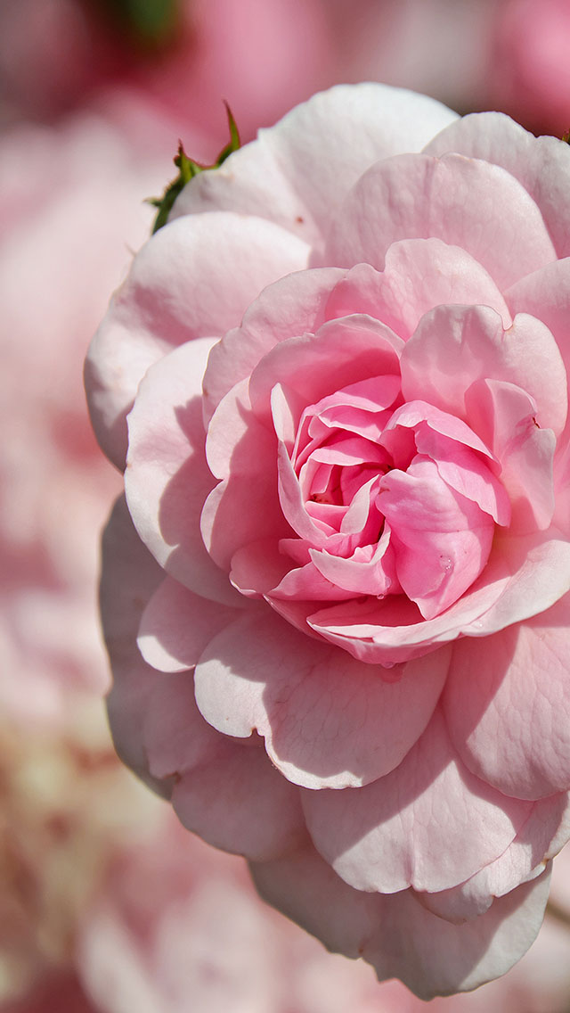 情侣 创意 爱情 接吻 苹果手机高清壁纸 640x11