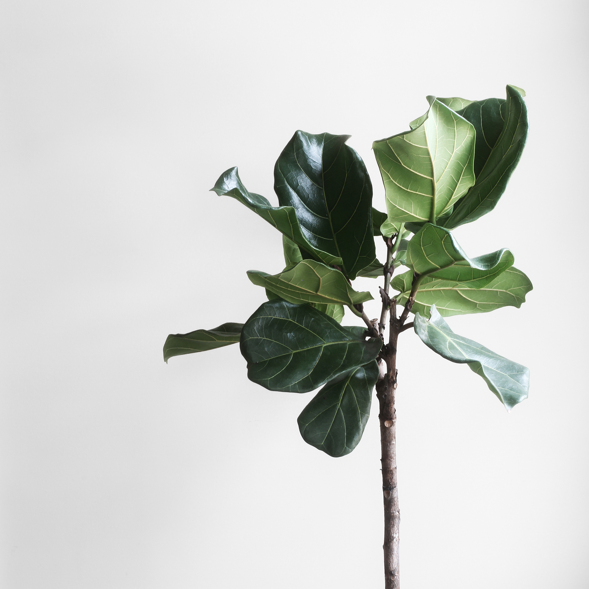 鲜花 桌面 书本 黑色 苹果手机高清壁纸 2048x2