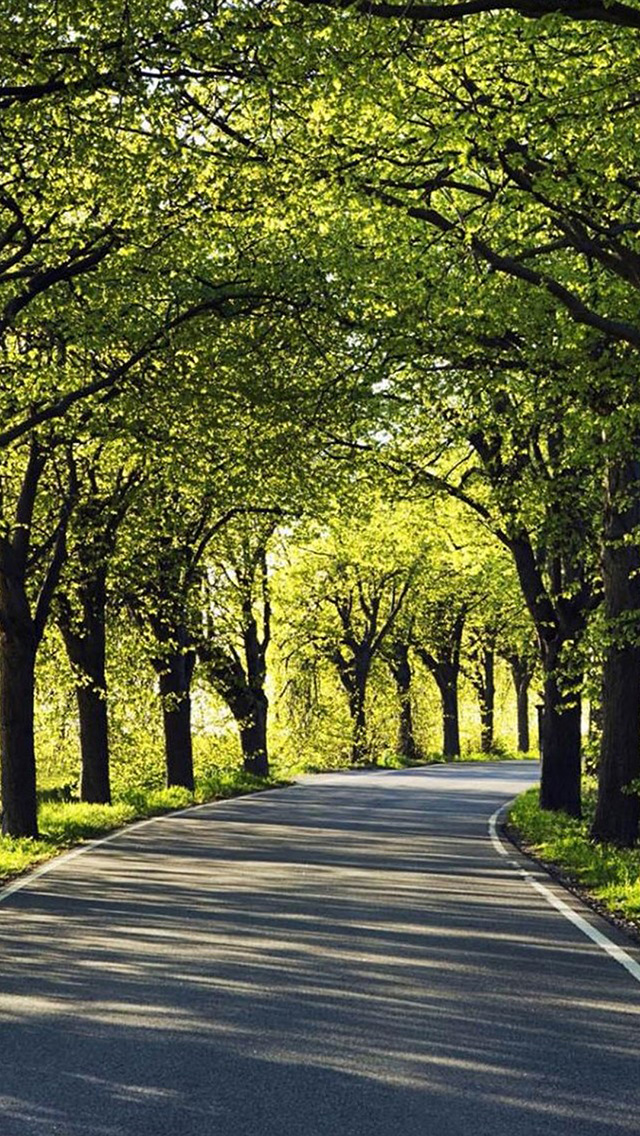 道路 植物 树林 小路 清新