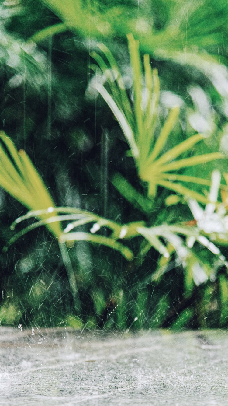 植物 草地 雨滴 下雨