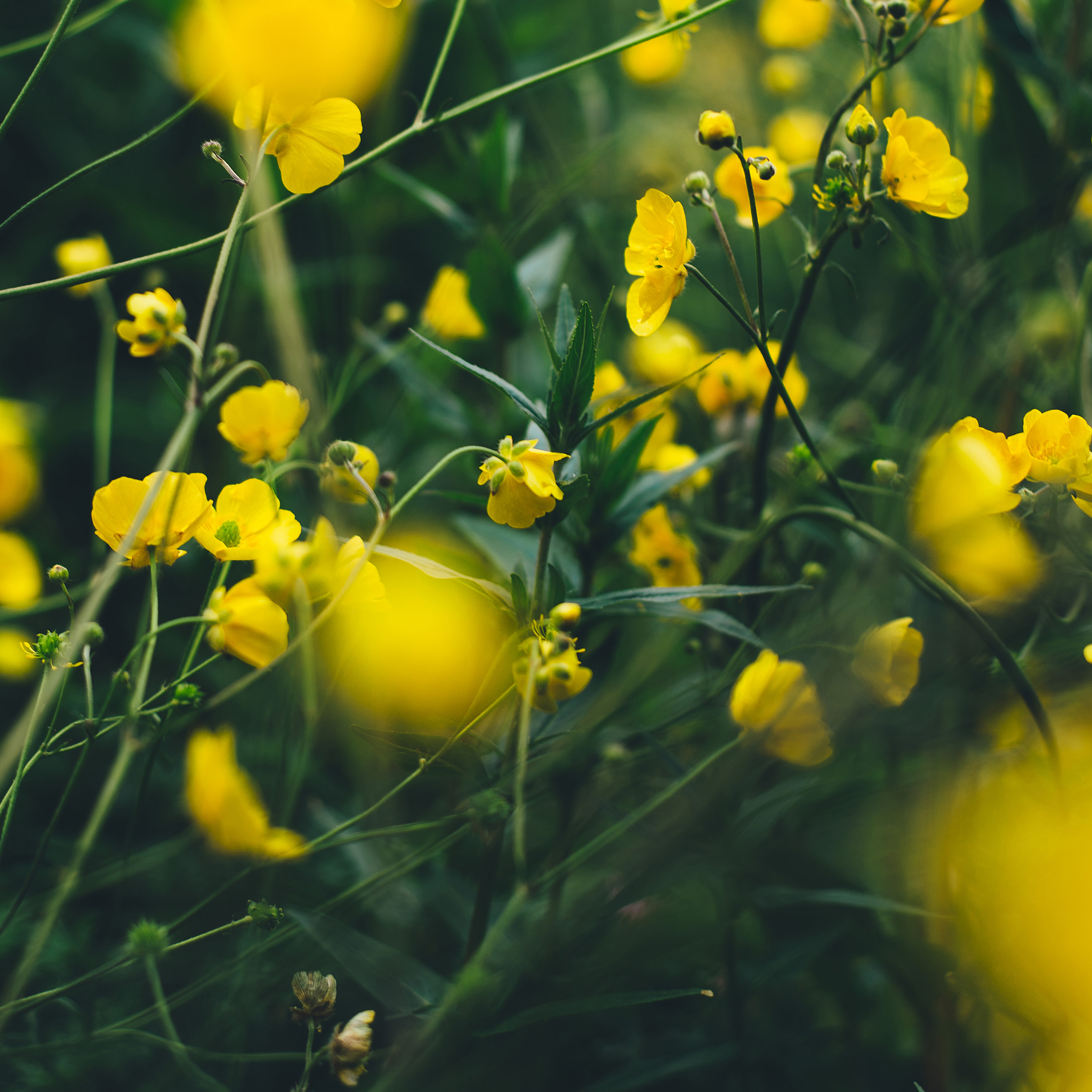 鲜花 桌面 书本 黑色 苹果手机高清壁纸 2048x2