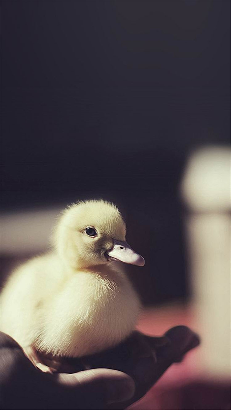 鸟 电线 栖息 蓝天白云 苹果手机高清壁纸 750x