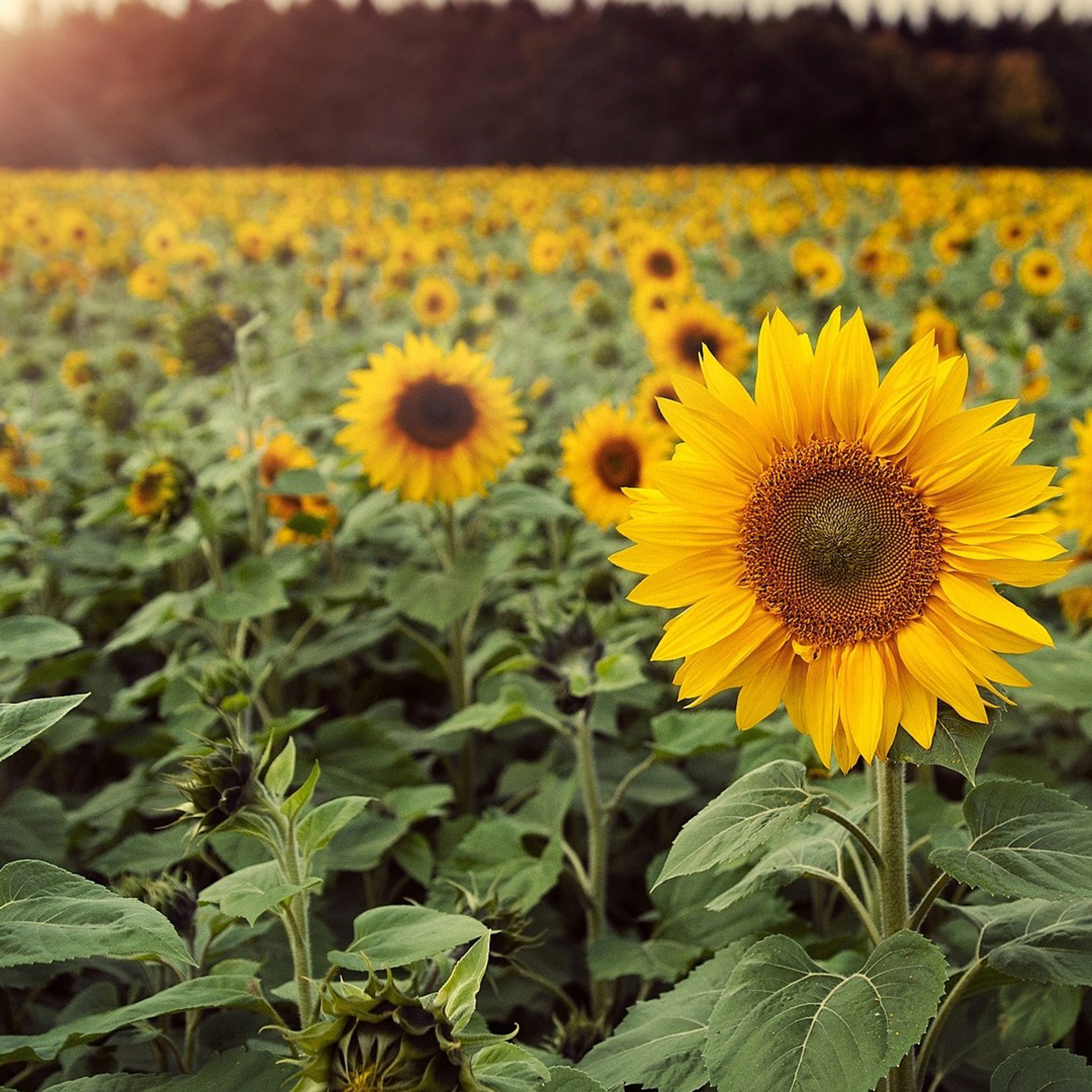 鲜花 桌面 书本 黑色 苹果手机高清壁纸 2048x2