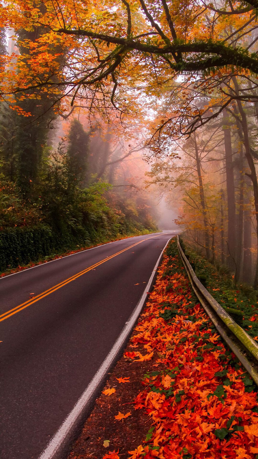 道路 枫叶 枫林 树木 风景