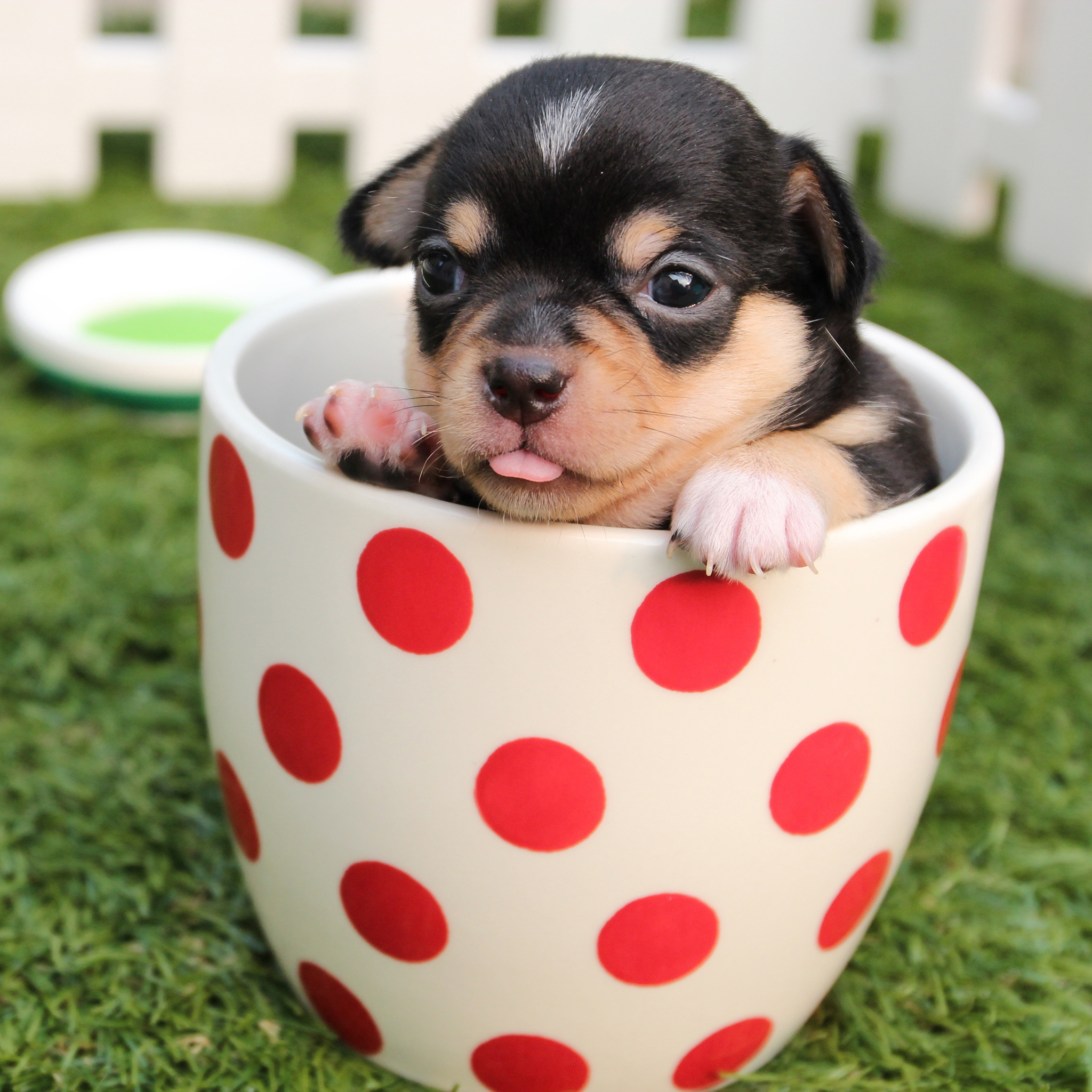 梦境迷踪，解析梦见一大堆老鼠猫狗的深层含义