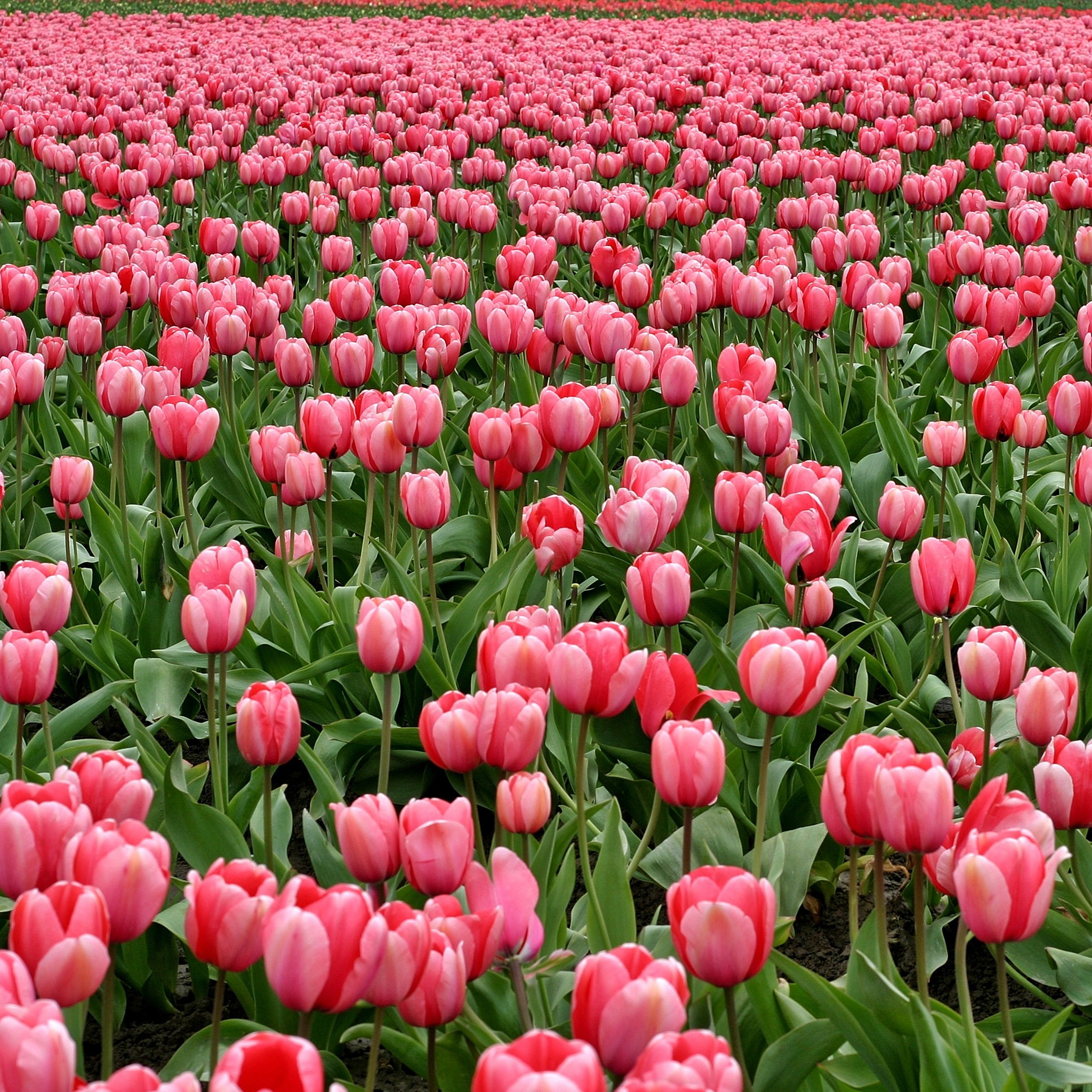 鲜花 桌面 书本 黑色 苹果手机高清壁纸 2048x2