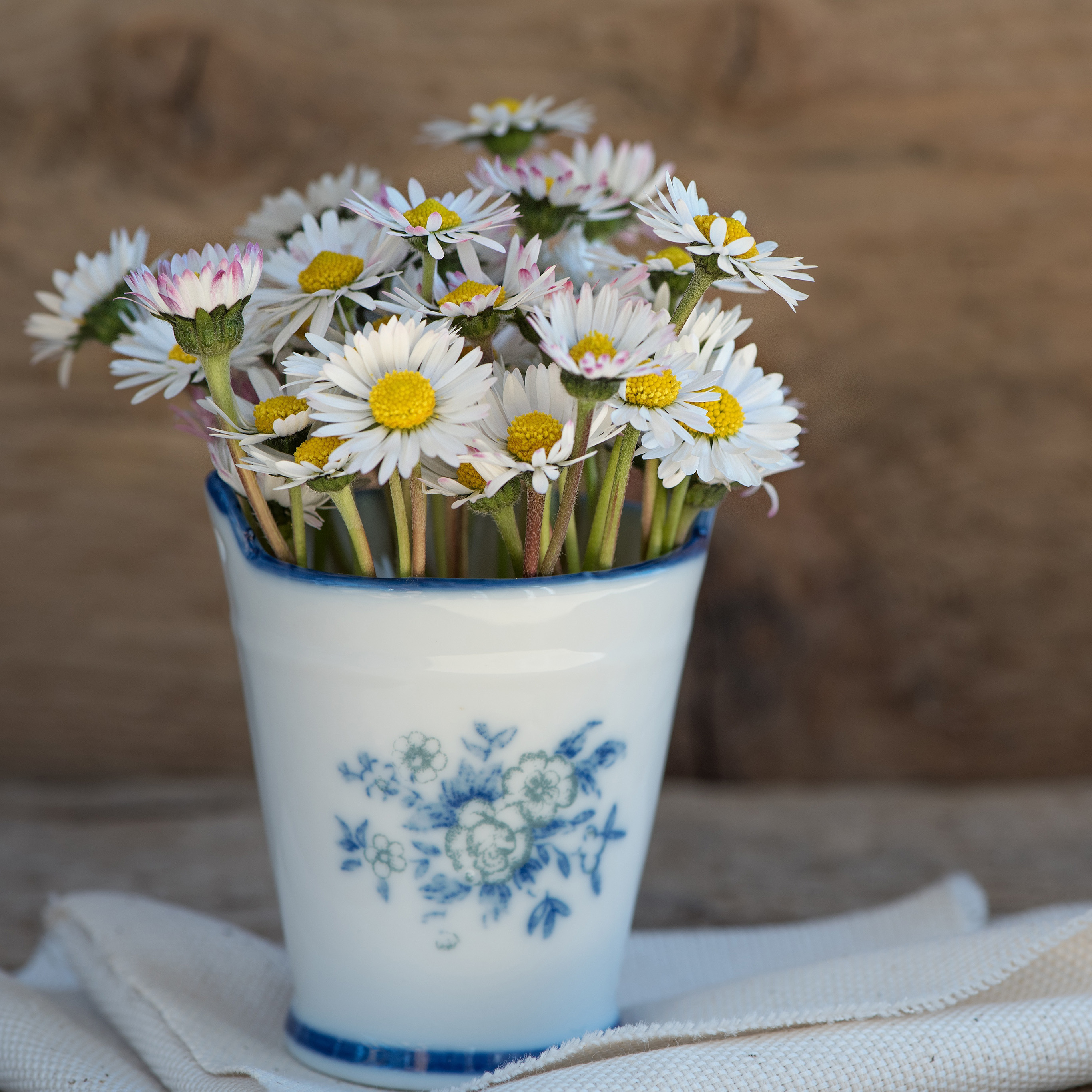 插花 小雏菊 白色