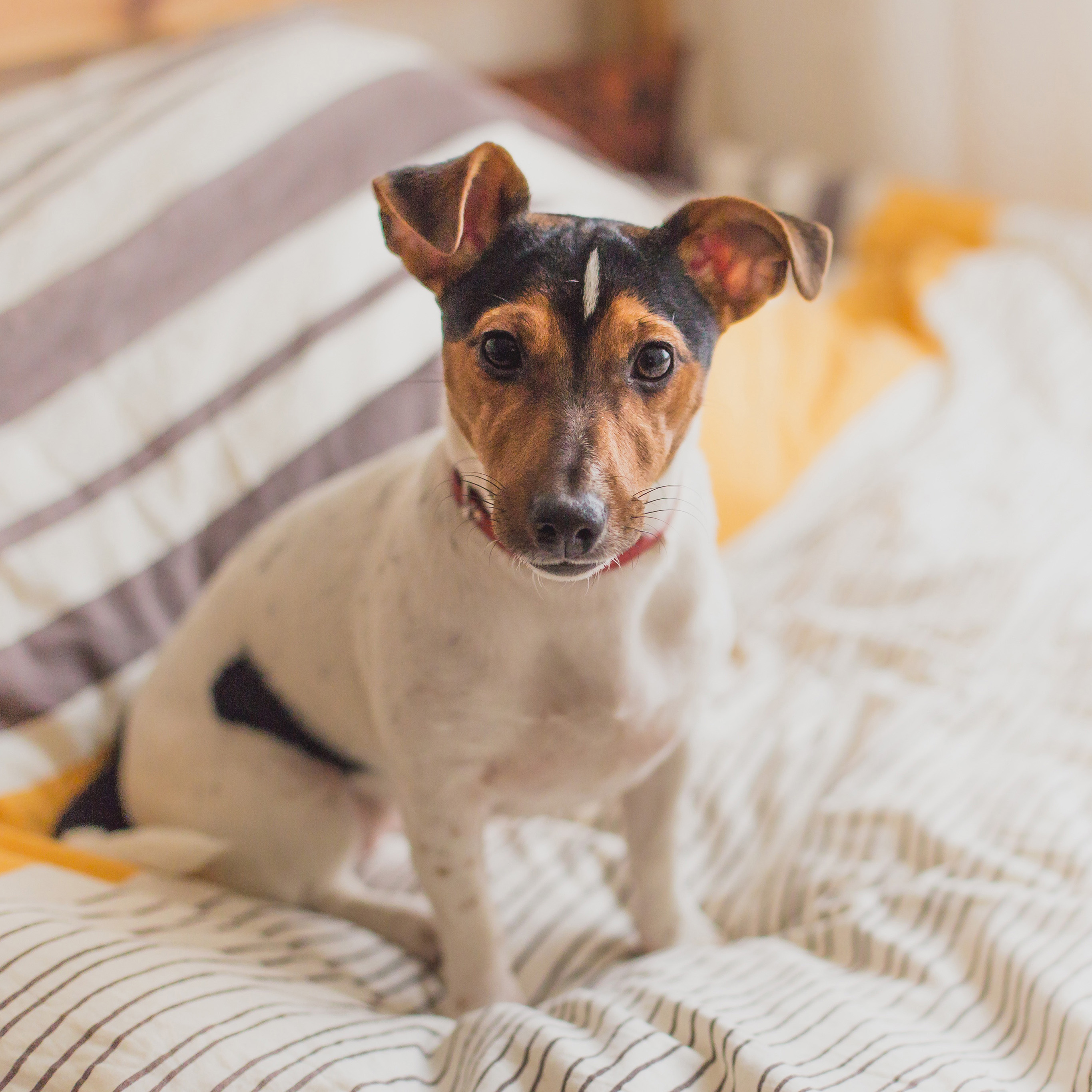 大黄牛 呆萌 耳朵打标牌 苹果手机高清壁纸 27