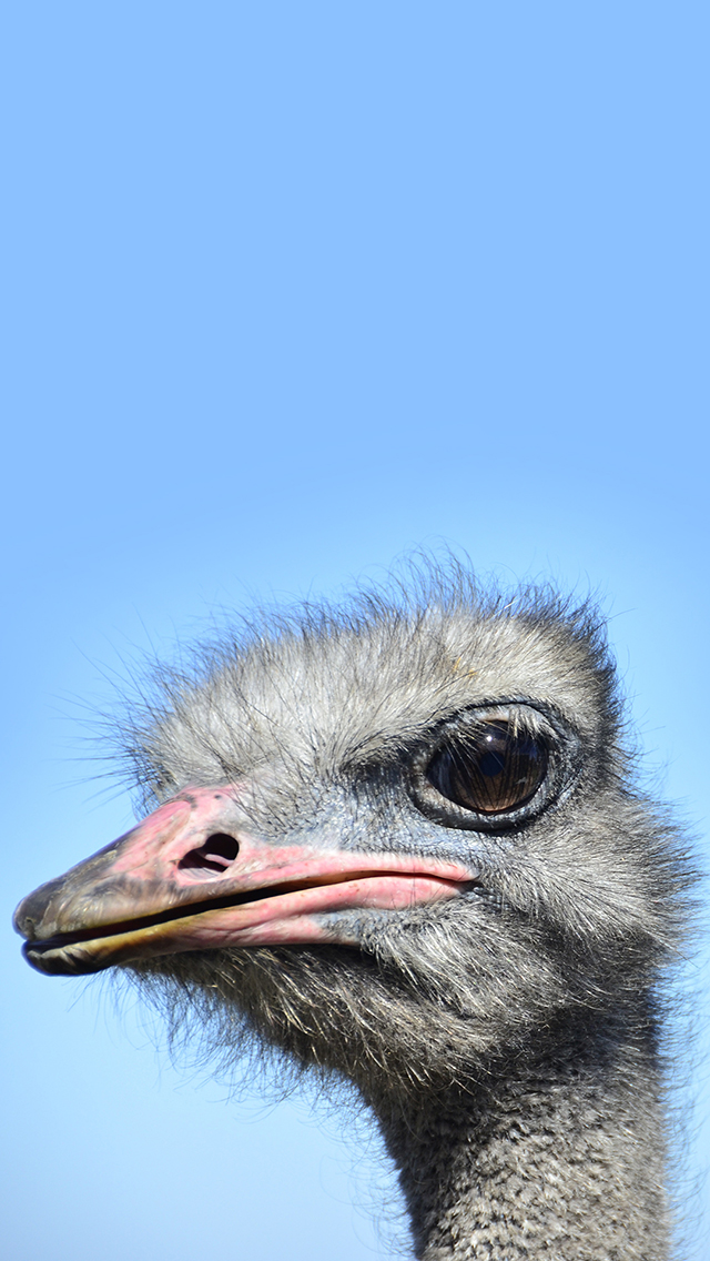 火烈鸟 红色 国家保护动物 苹果手机高清壁纸 6