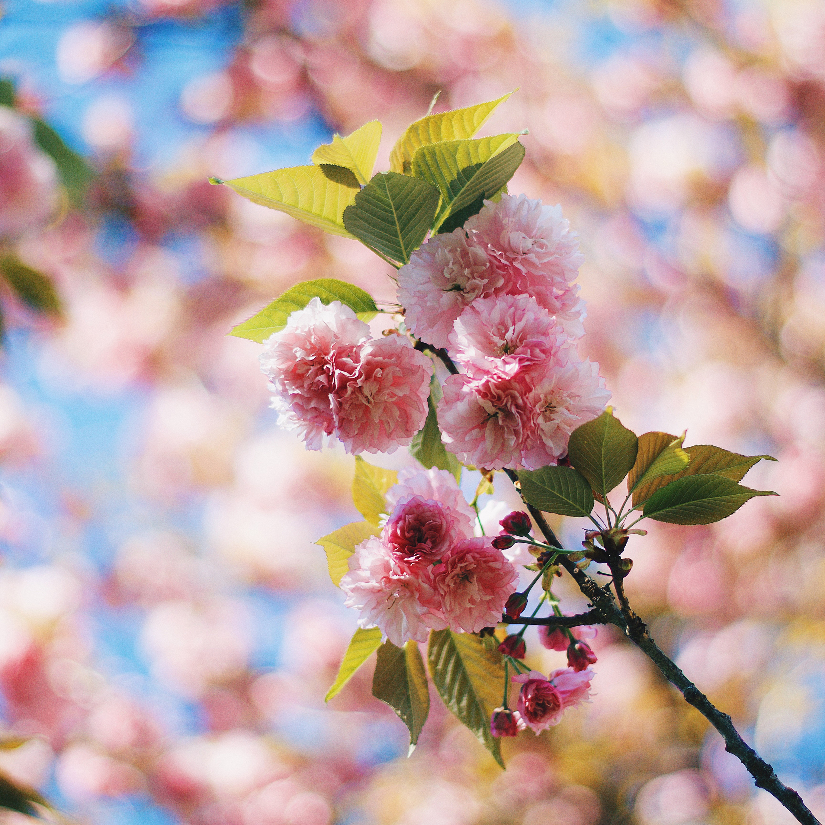 荷塘 荷叶 荷花 植物 苹果手机高清壁纸 2732x2
