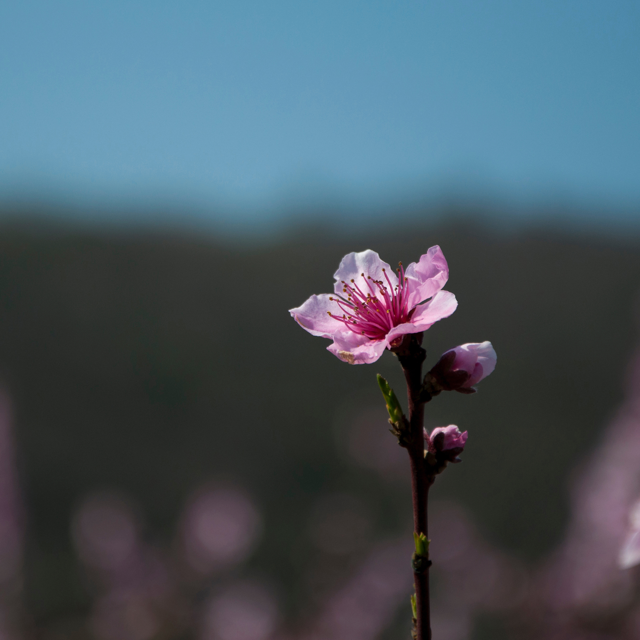 荷塘 荷叶 荷花 植物 苹果手机高清壁纸 2048x2