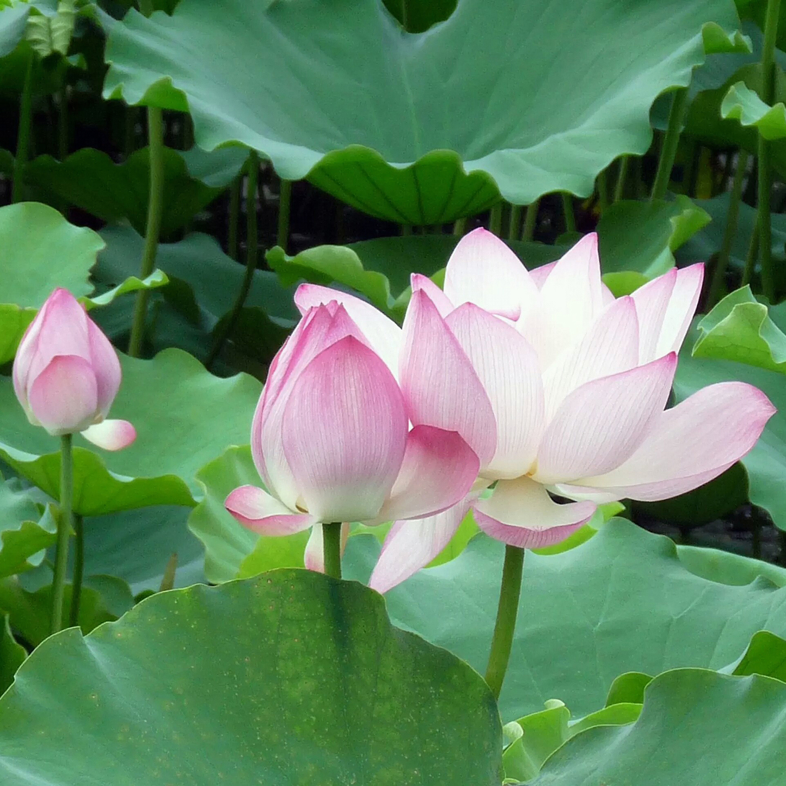 荷塘 荷叶 荷花 植物 苹果手机高清壁纸 2732x2