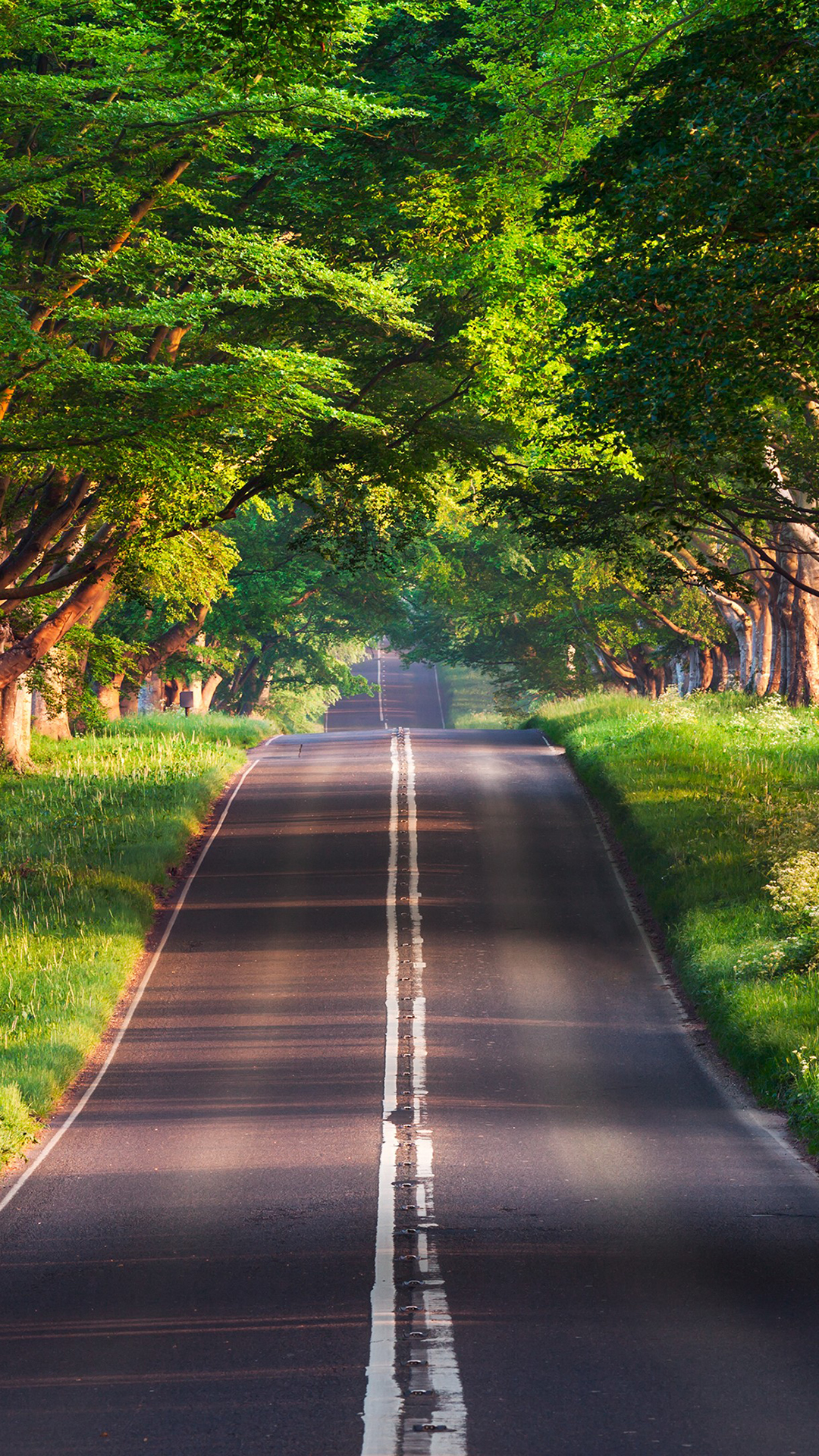 林荫道 树木 道路 绿色 树荫