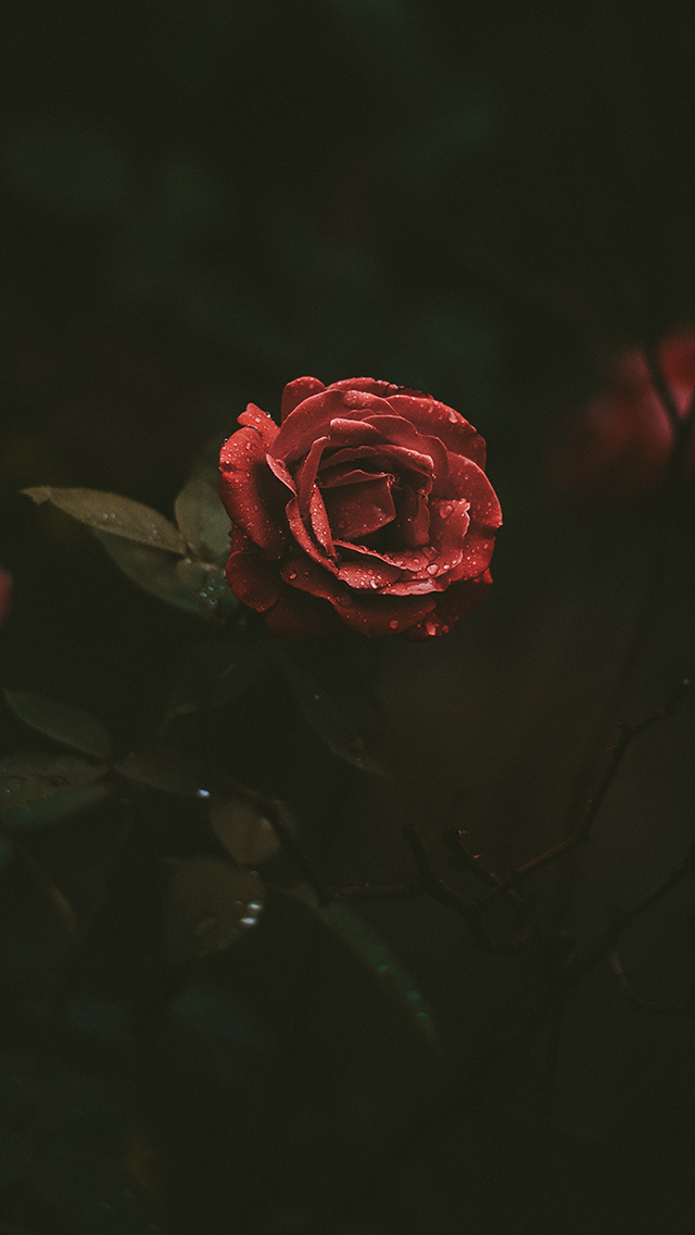 1500358547768_228016.jpg