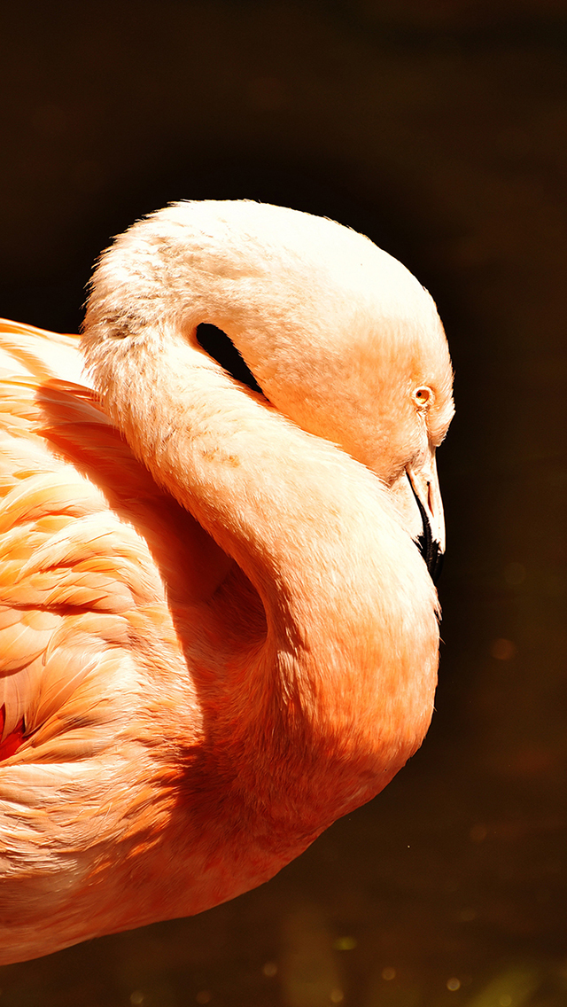 海豚 大海 海浪 跳跃 苹果手机高清壁纸 640x11