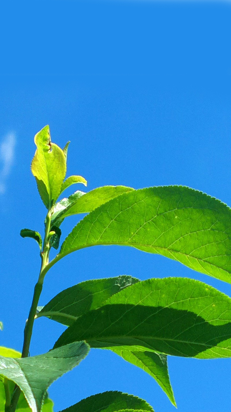 树木 枝叶 枫叶 唯美 苹果手机高清壁纸 750x13