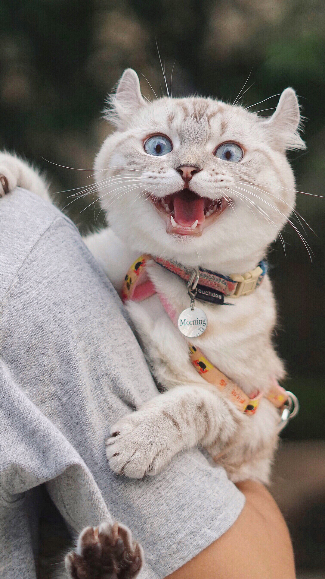 猫咪 可爱 张嘴 大眼 萌宠 喵星人