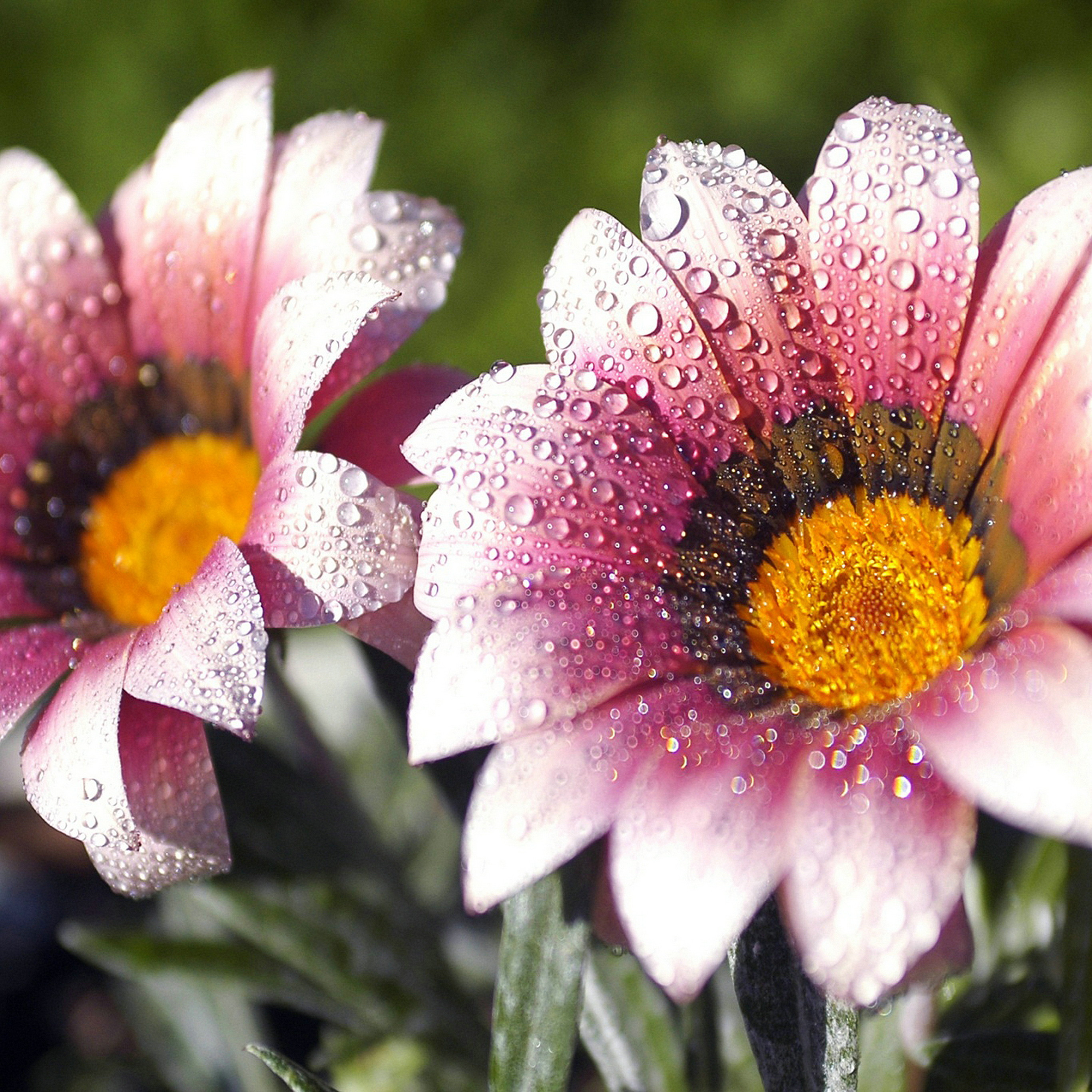 小清新 盆栽 水仙花 苹果手机高清壁纸 2732x2