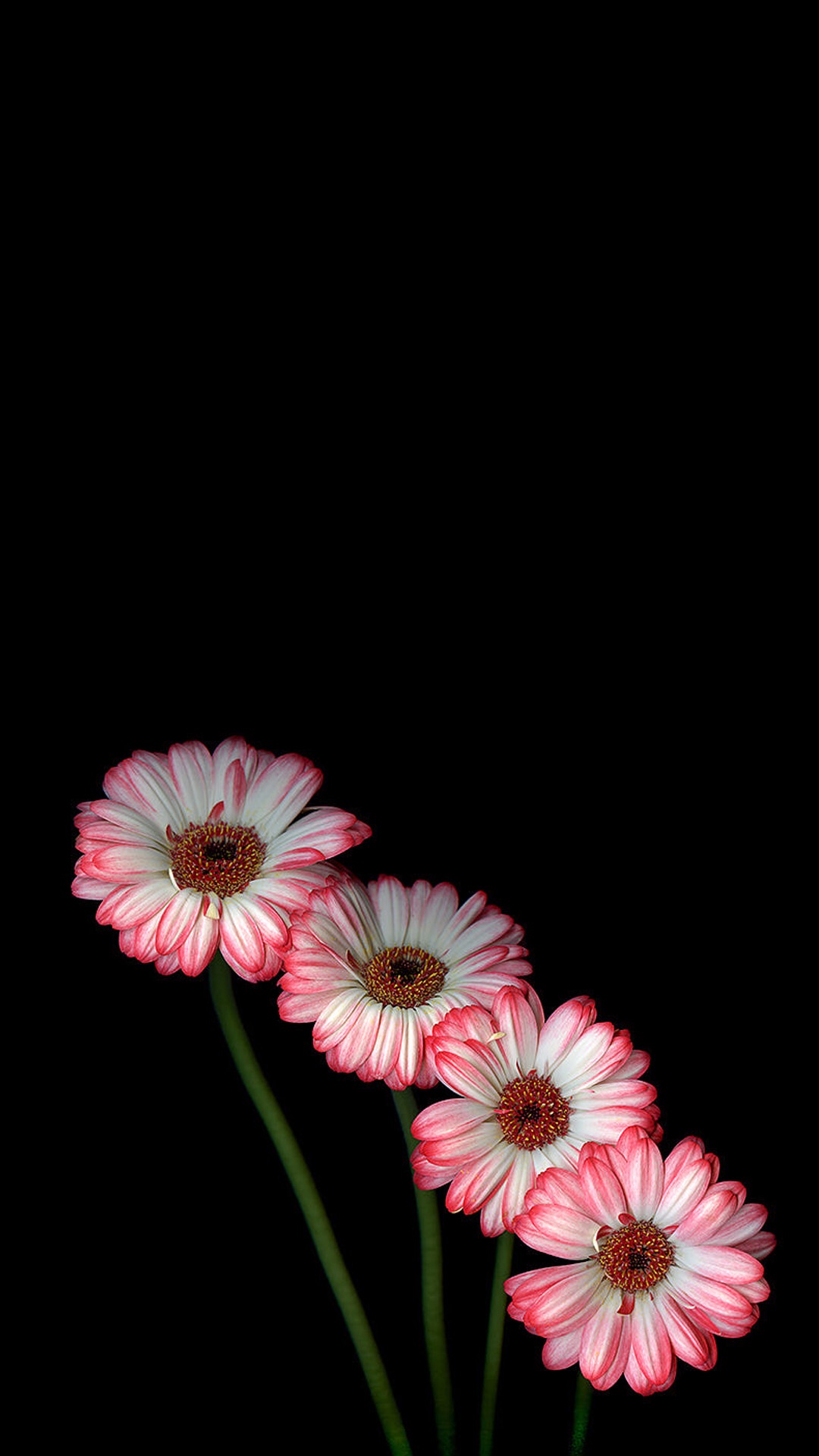 菊 鲜花 盛开 黑色背景