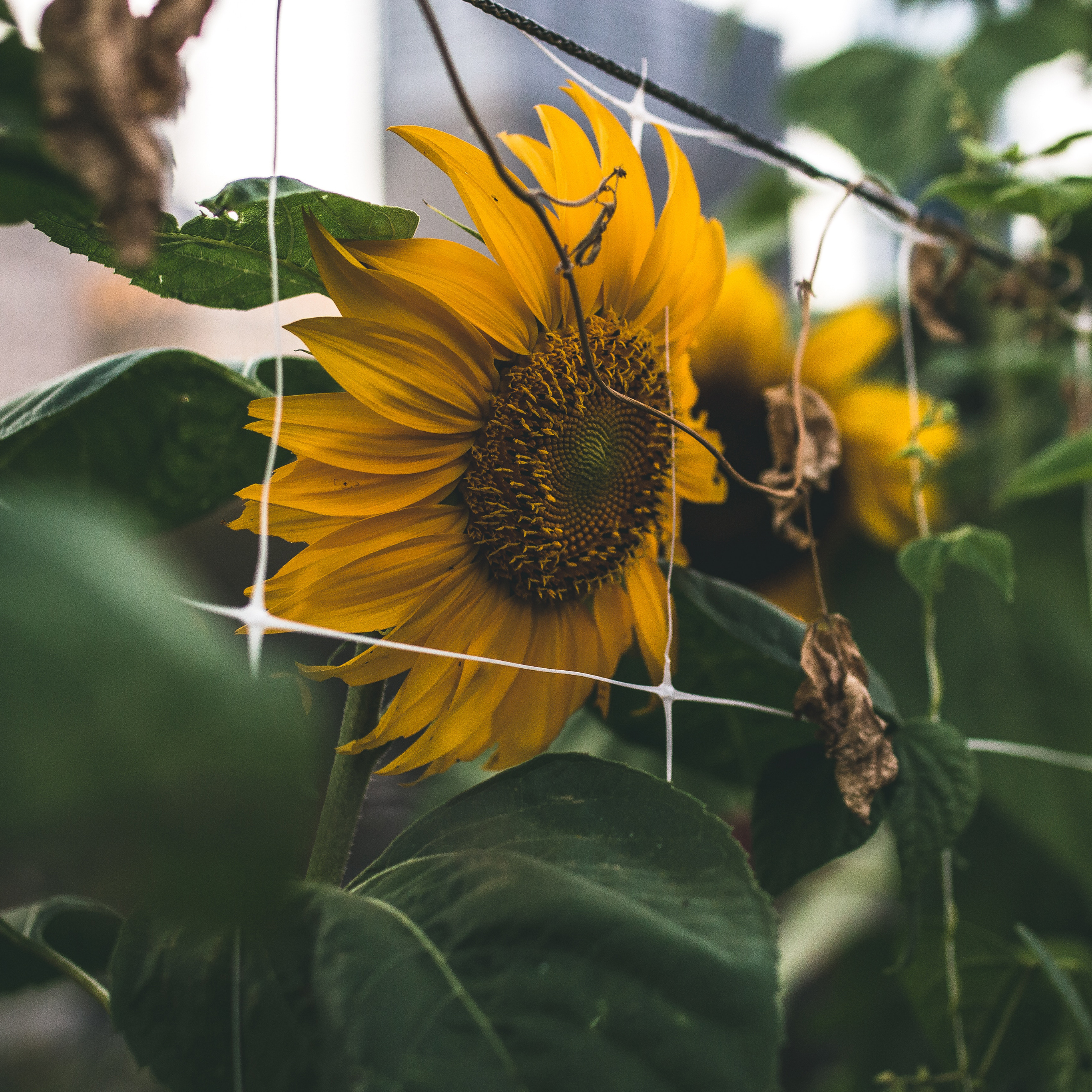 小清新 盆栽 水仙花 苹果手机高清壁纸 2732x2