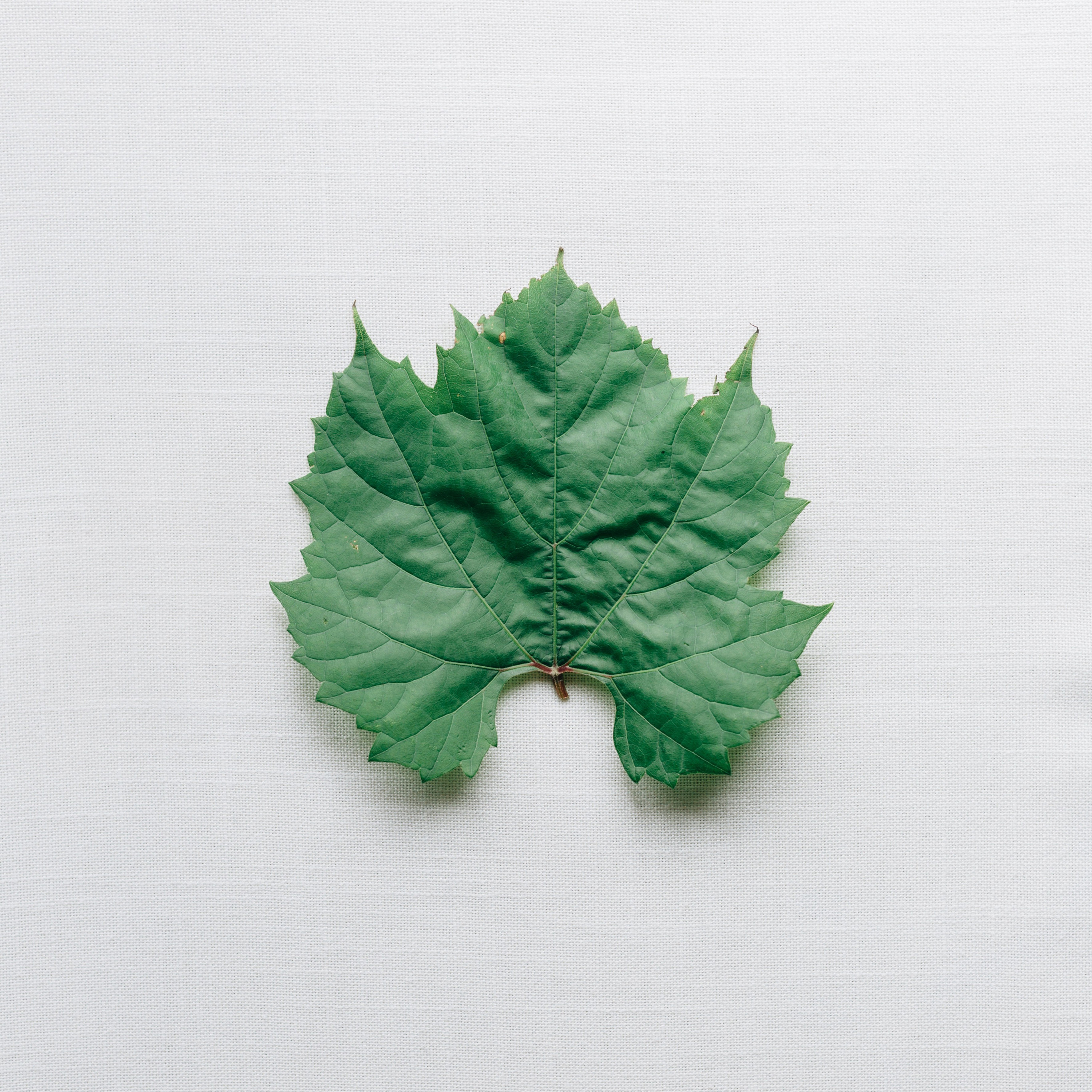 小清新 盆栽 水仙花 苹果手机高清壁纸 2732x2