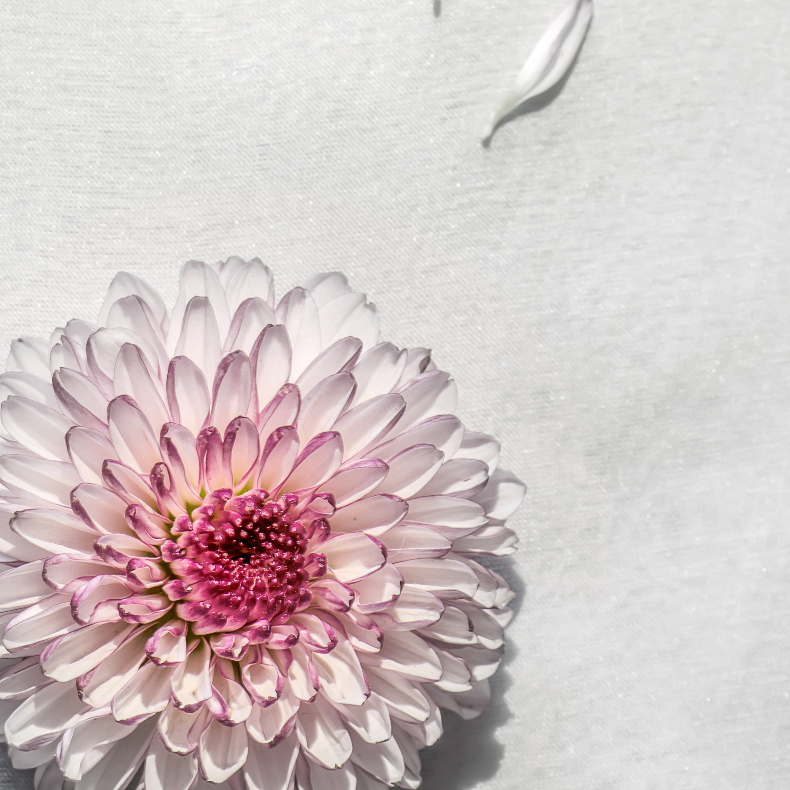 小清新 盆栽 水仙花 苹果手机高清壁纸 2732x2