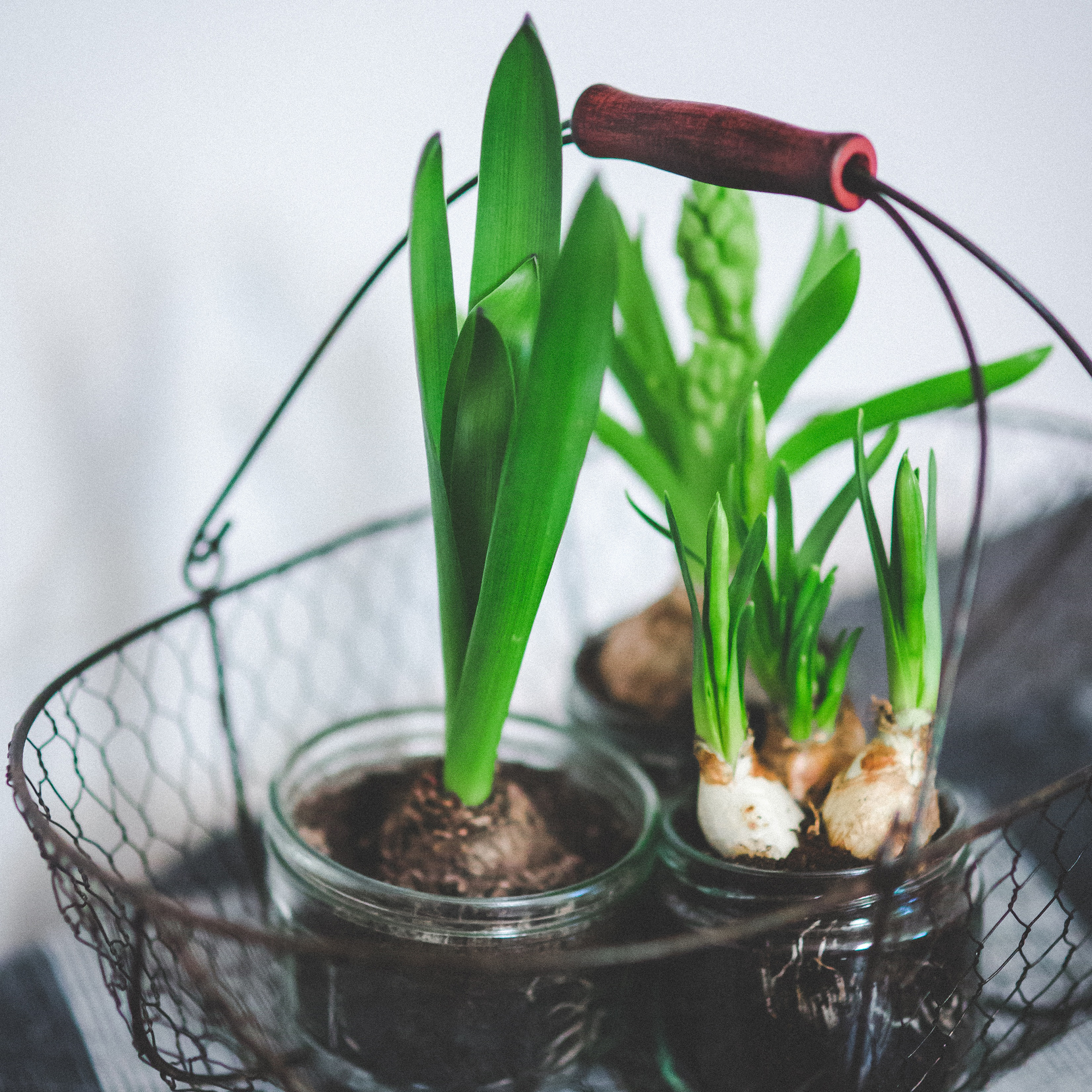 小清新 盆栽 水仙花 苹果手机高清壁纸 2732x2