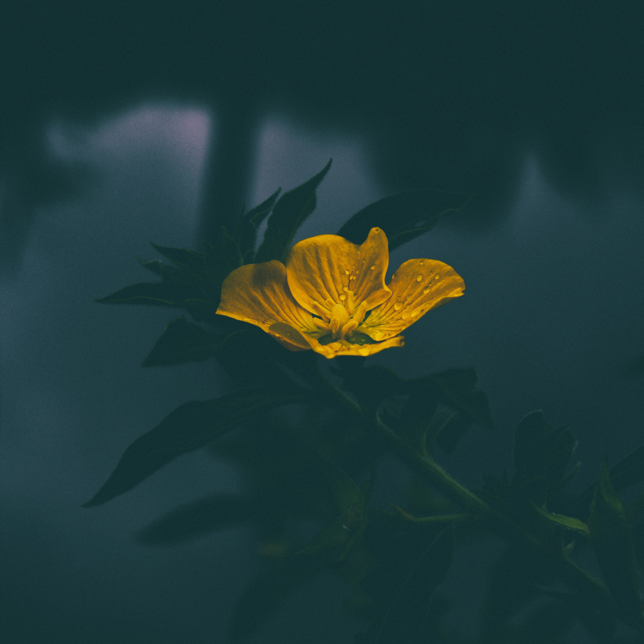 小清新 盆栽 水仙花 苹果手机高清壁纸 2732x2