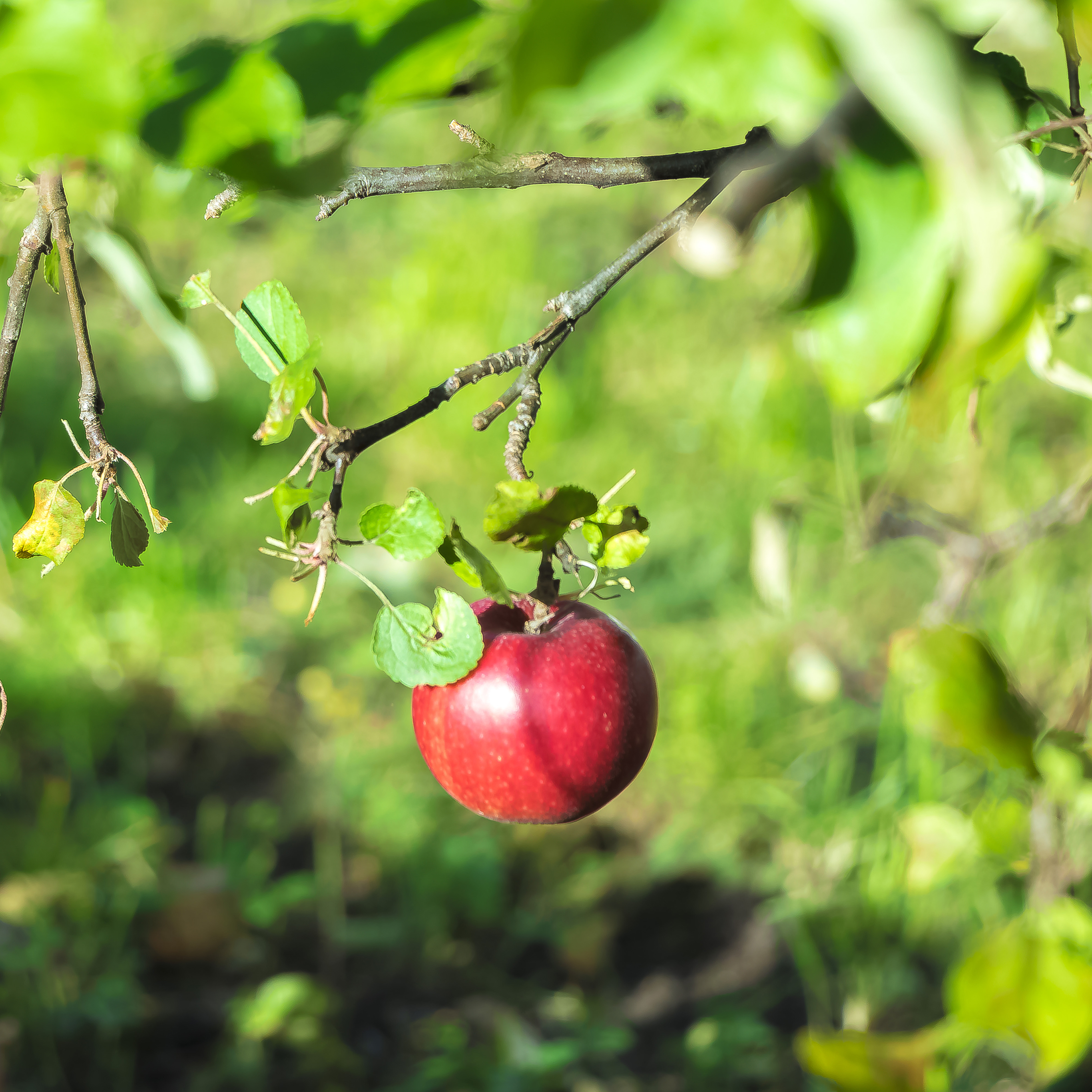 小清新 盆栽 水仙花 苹果手机高清壁纸 2732x2