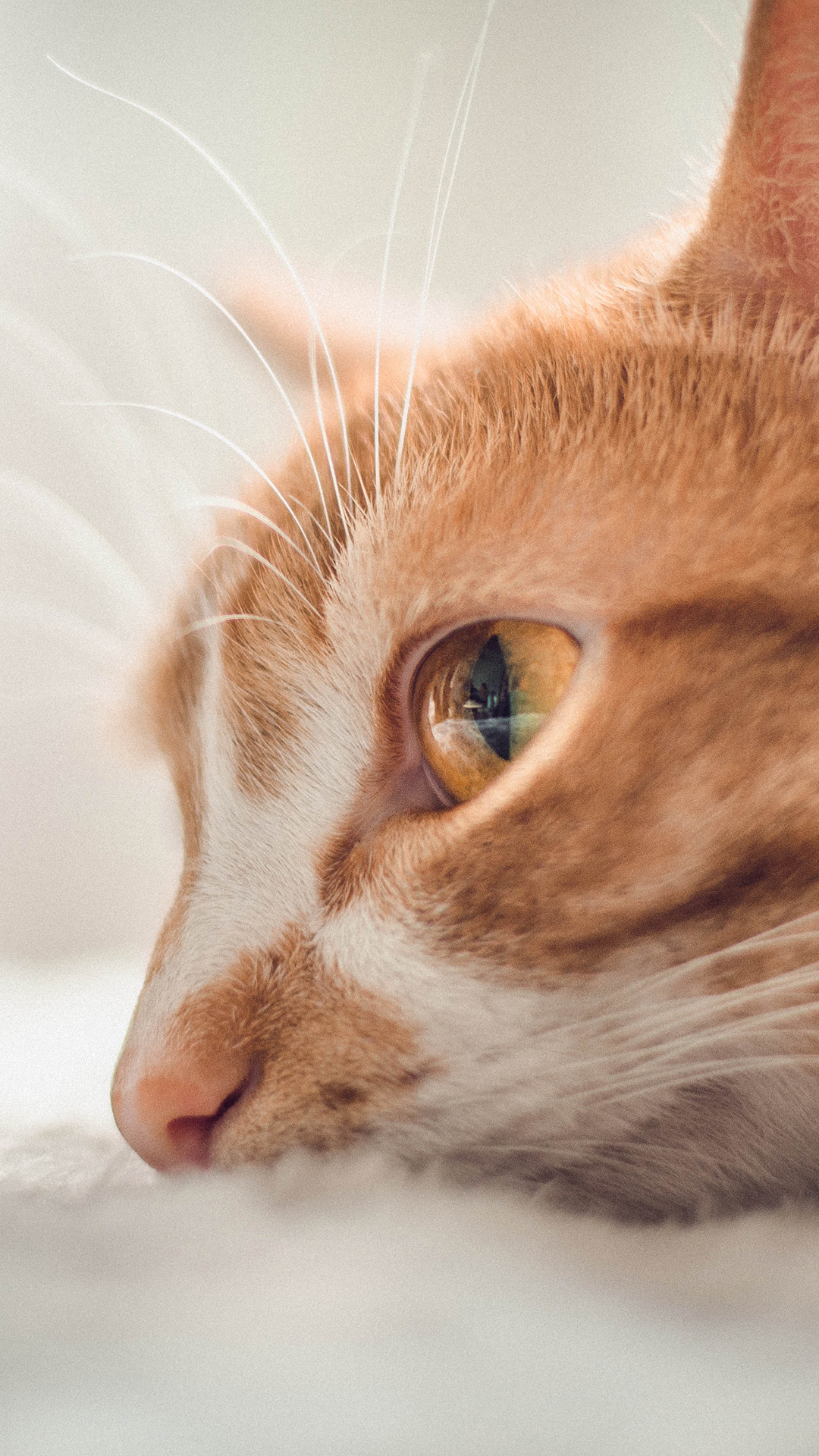 喵星人 橘猫 侧脸 大眼萌