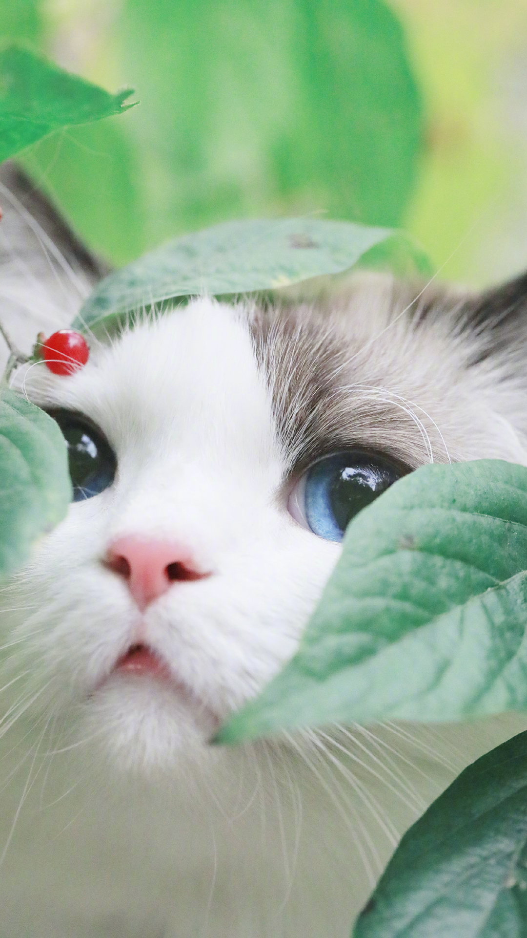 壁纸 动物 猫 猫咪 小猫 桌面 1080_1920 竖版 竖屏 手机