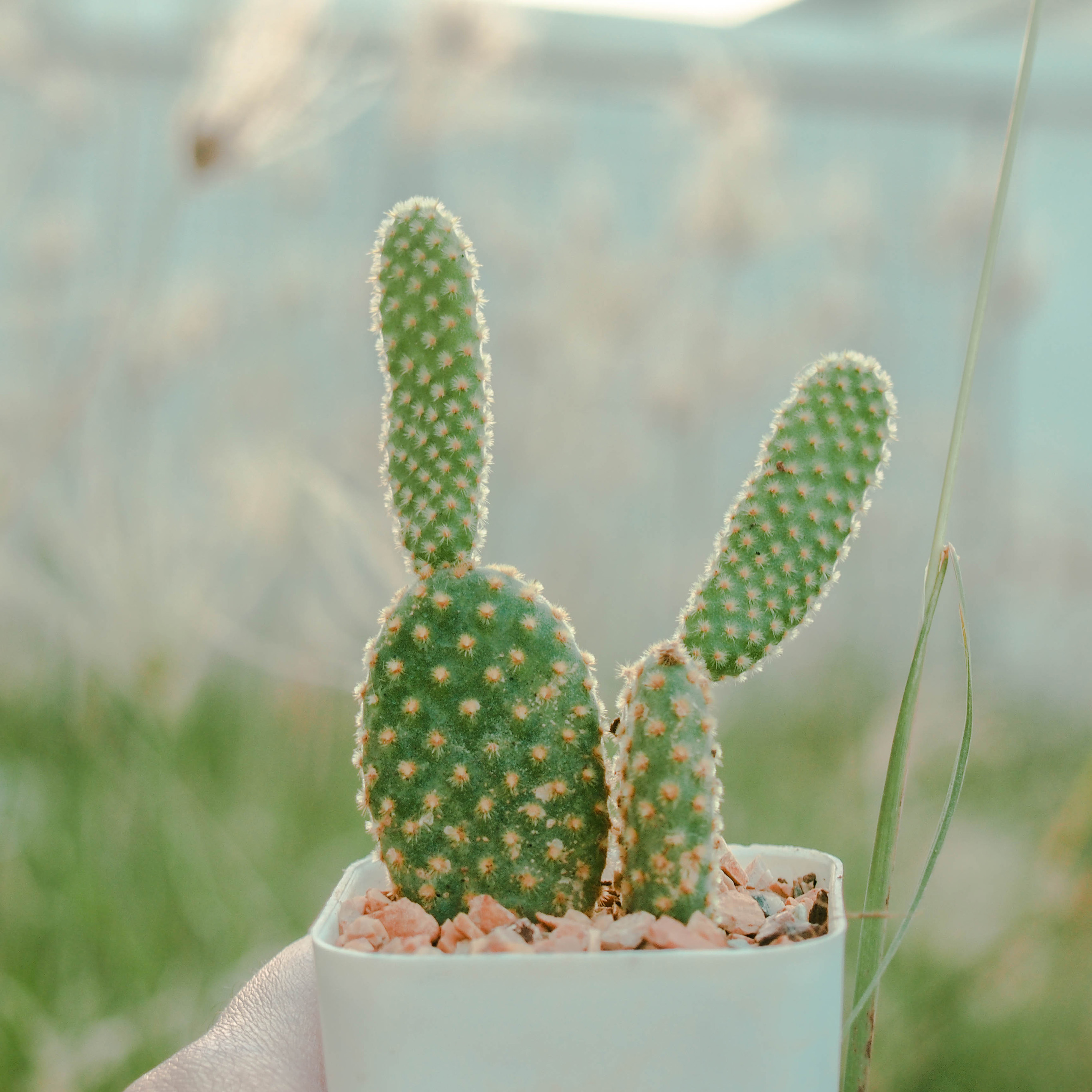 小清新 盆栽 水仙花 苹果手机高清壁纸 2732x2