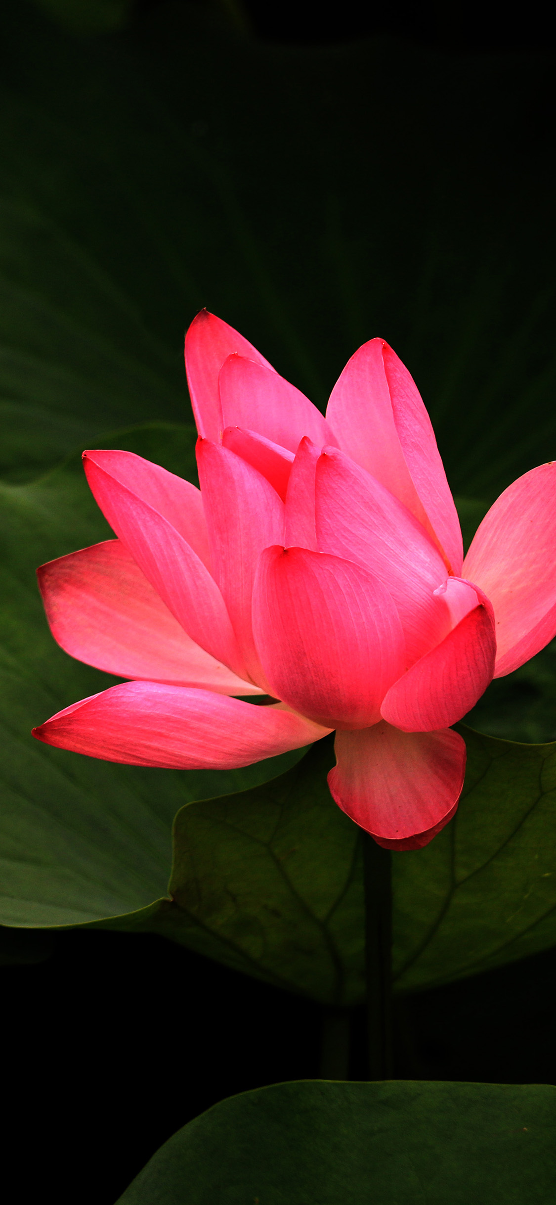 荷花 荷塘 荷叶 盛开 夏日