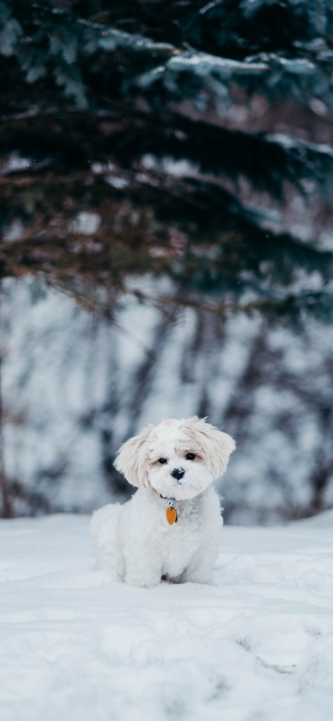 比熊犬 宠物 小狗 雪地